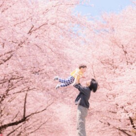 スタジオ近くの桜並木
